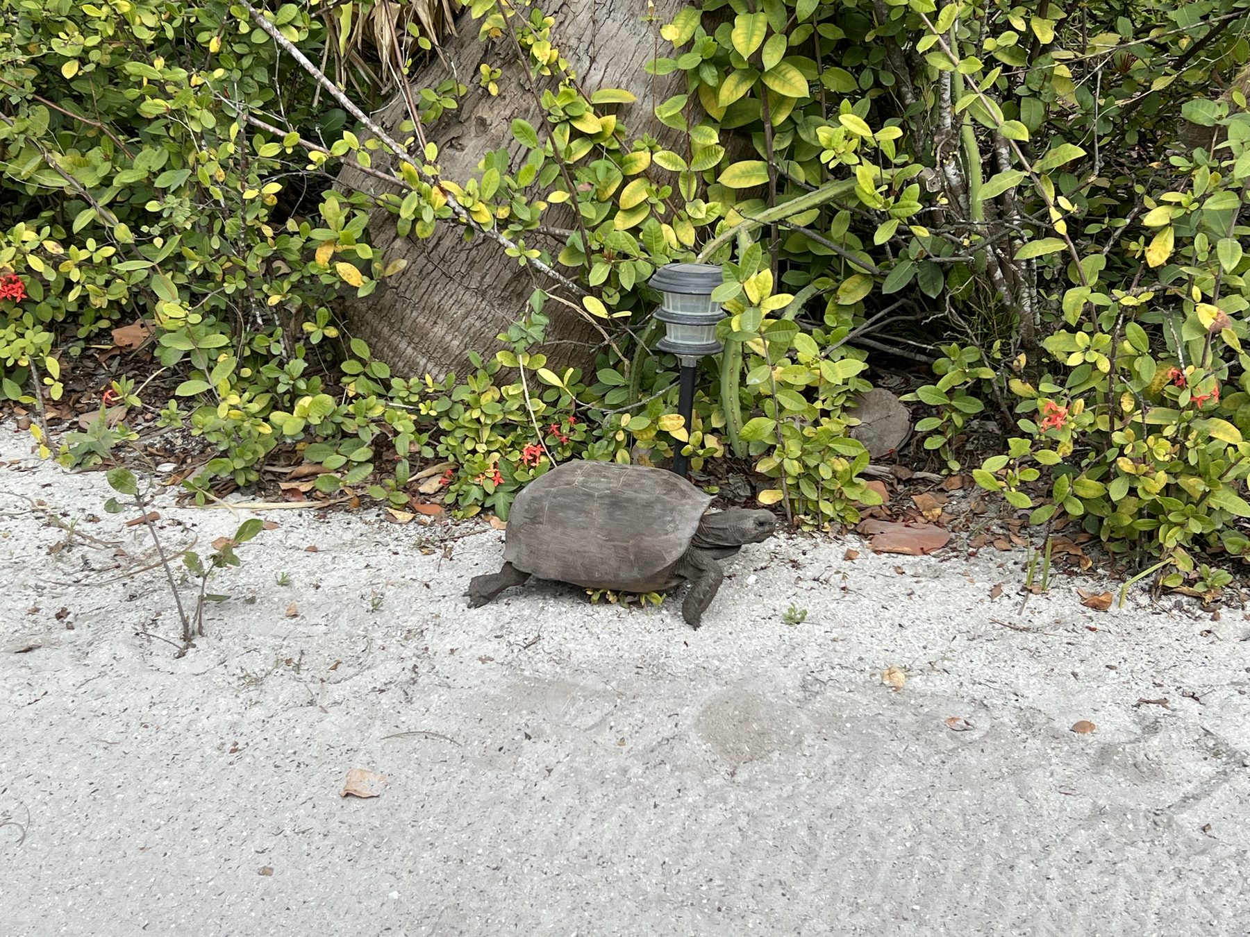 Gopher tortoise on the preserve trail